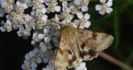Słonecznica szczeciówka (Heliothis viriplaca)