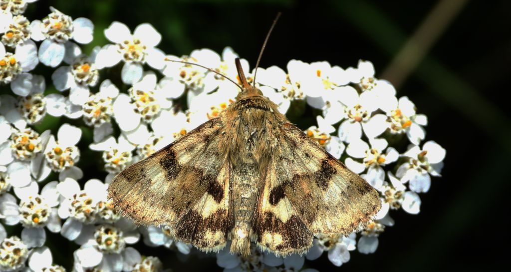 Słonecznica szczeciówka (Heliothis viriplaca)