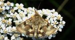 Słonecznica szczeciówka (Heliothis viriplaca)