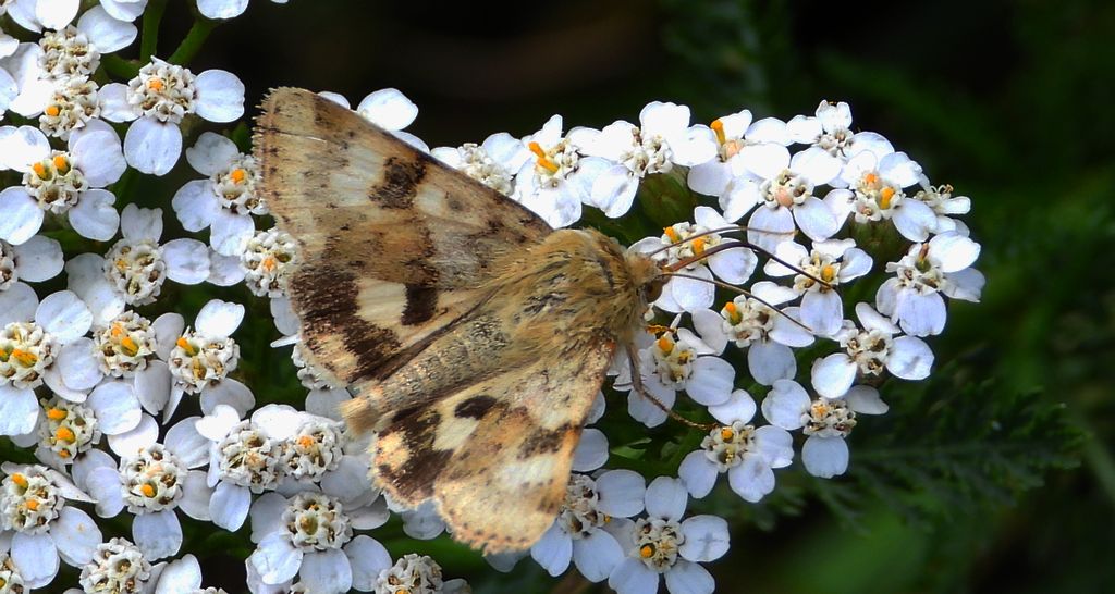 Słonecznica szczeciówka (Heliothis viriplaca)