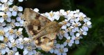 Słonecznica szczeciówka (Heliothis viriplaca)