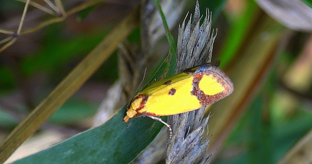 Zwójka - Agapeta zoegana