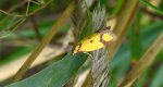 Zwójka - Agapeta zoegana