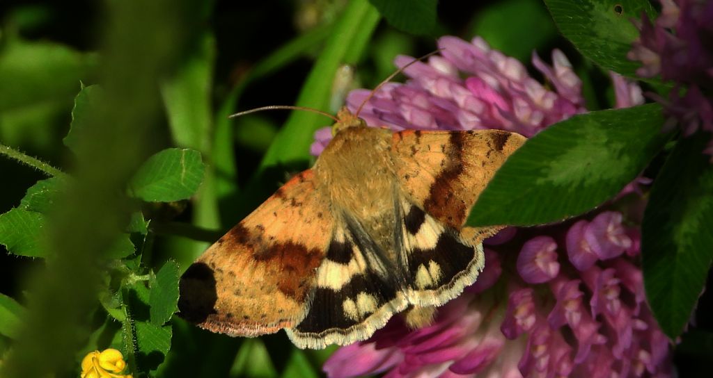 Słonecznica szczeciówka (Heliothis viriplaca)