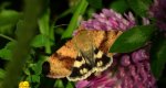 Słonecznica szczeciówka (Heliothis viriplaca)