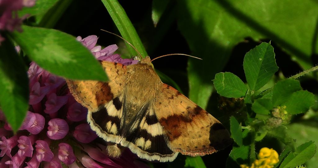 Słonecznica szczeciówka (Heliothis viriplaca)