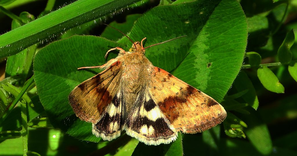 Słonecznica szczeciówka (Heliothis viriplaca)