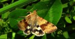 Słonecznica szczeciówka (Heliothis viriplaca)