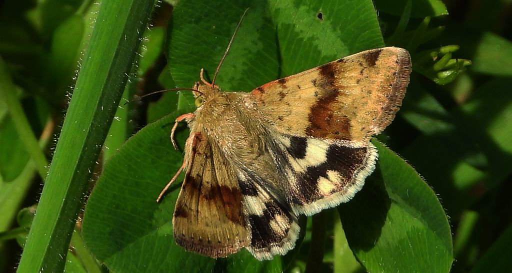 Słonecznica szczeciówka (Heliothis viriplaca)