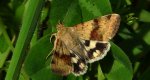 Słonecznica szczeciówka (Heliothis viriplaca)