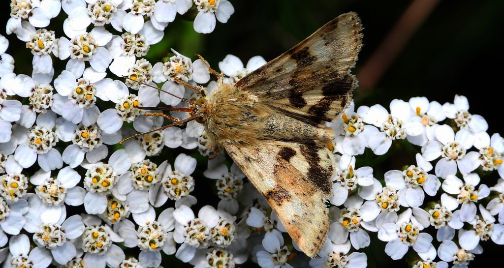 Słonecznica szczeciówka (Heliothis viriplaca)