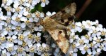 Słonecznica szczeciówka (Heliothis viriplaca)