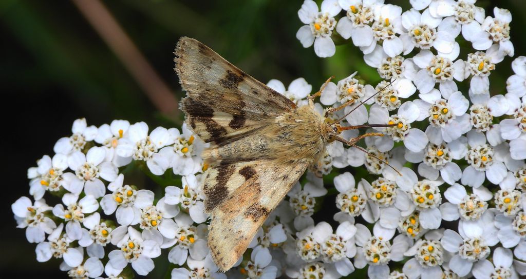 Słonecznica szczeciówka (Heliothis viriplaca)