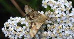 Słonecznica szczeciówka (Heliothis viriplaca)