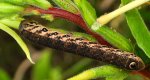 Postojniak wiesiołkowiec (Proserpinus proserpina)
