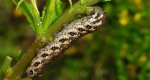 Postojniak wiesiołkowiec (Proserpinus proserpina)
