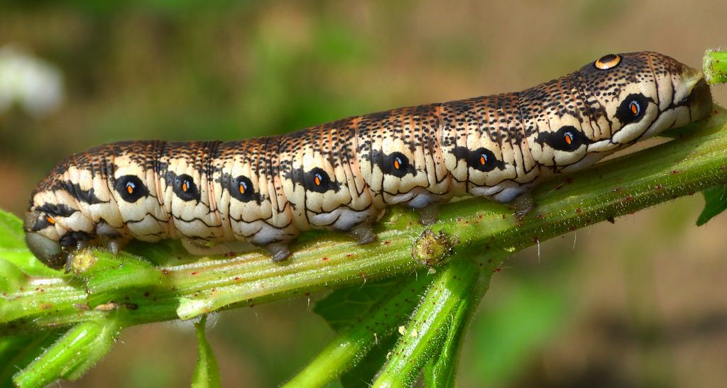 Postojniak wiesiołkowiec (Proserpinus proserpina)