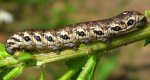 Postojniak wiesiołkowiec (Proserpinus proserpina)