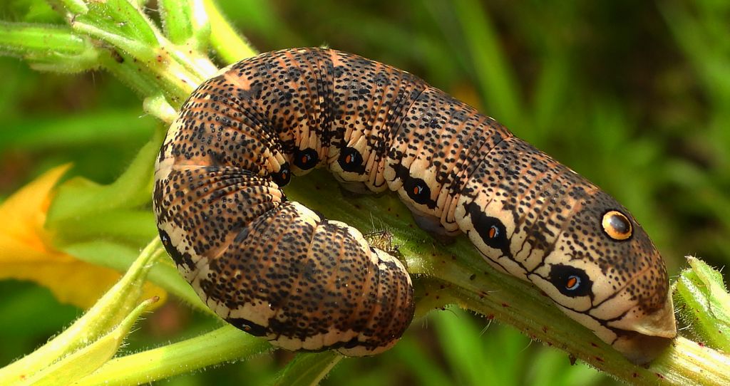 Postojniak wiesiołkowiec (Proserpinus proserpina)