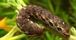 Postojniak wiesiołkowiec (Proserpinus proserpina)