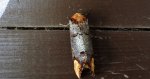 Narożnica zbrojówka (Phalera bucephala)