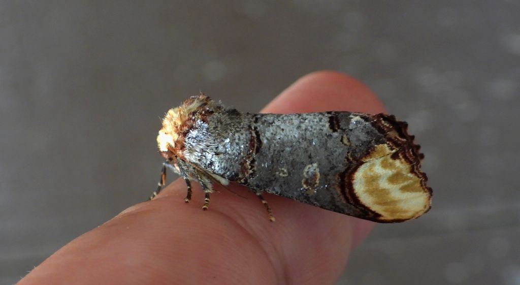 Narożnica zbrojówka (Phalera bucephala)