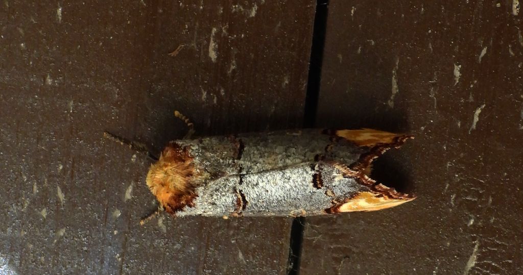 Narożnica zbrojówka (Phalera bucephala)