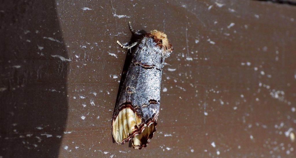 Narożnica zbrojówka (Phalera bucephala)
