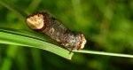 Narożnica zbrojówka (Phalera bucephala)