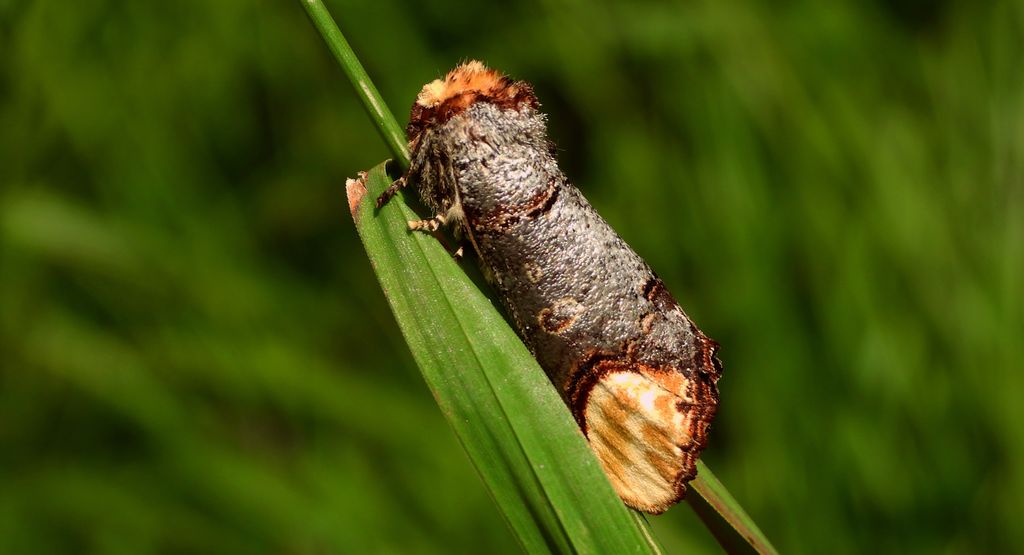 Narożnica zbrojówka (Phalera bucephala)