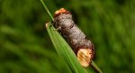 Narożnica zbrojówka (Phalera bucephala)