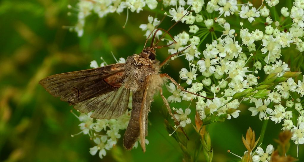Zgrzeblica trzysterka (Abrostola triplasia)