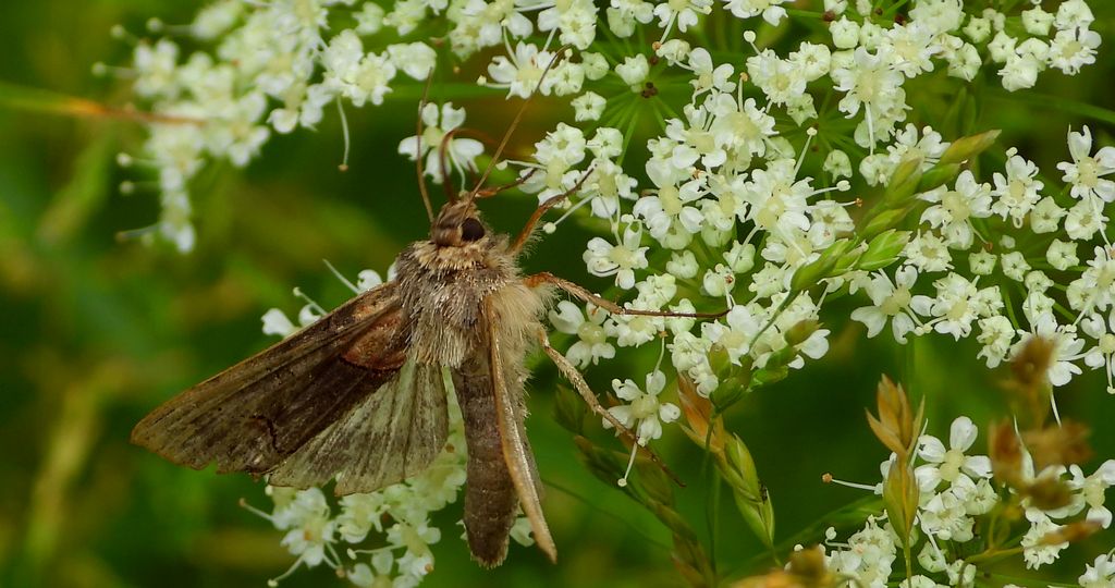 Zgrzeblica trzysterka (Abrostola triplasia)