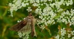 Zgrzeblica trzysterka (Abrostola triplasia)