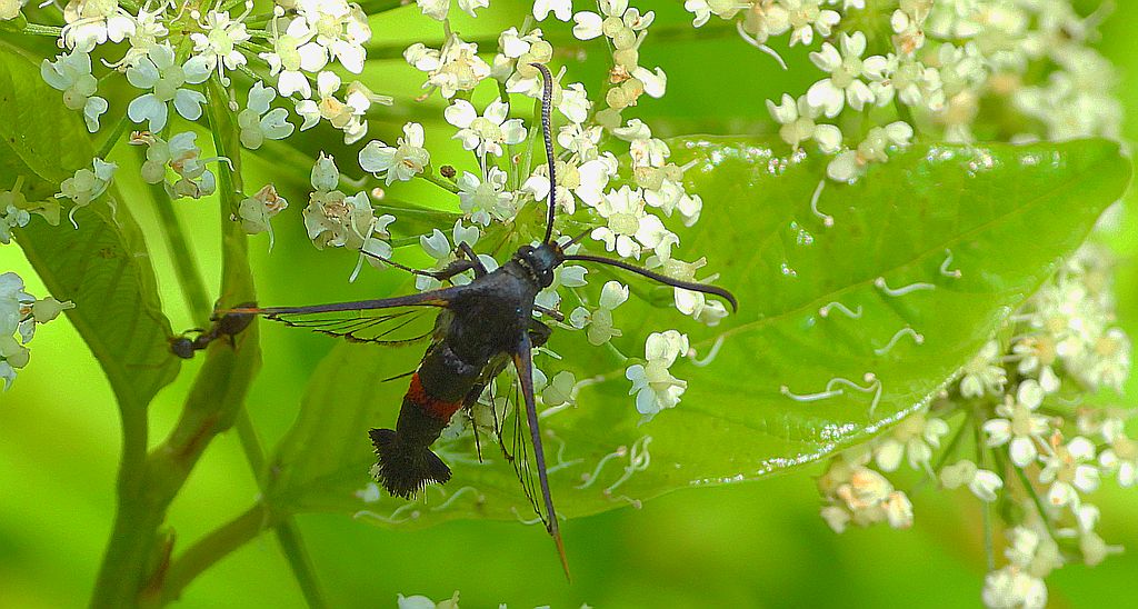 Przeziernik mróweczka (Synanthedon formicaeformis)