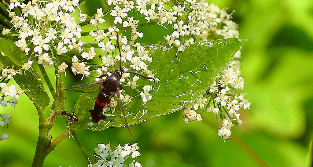 Przeziernik mróweczka (Synanthedon formicaeformis)