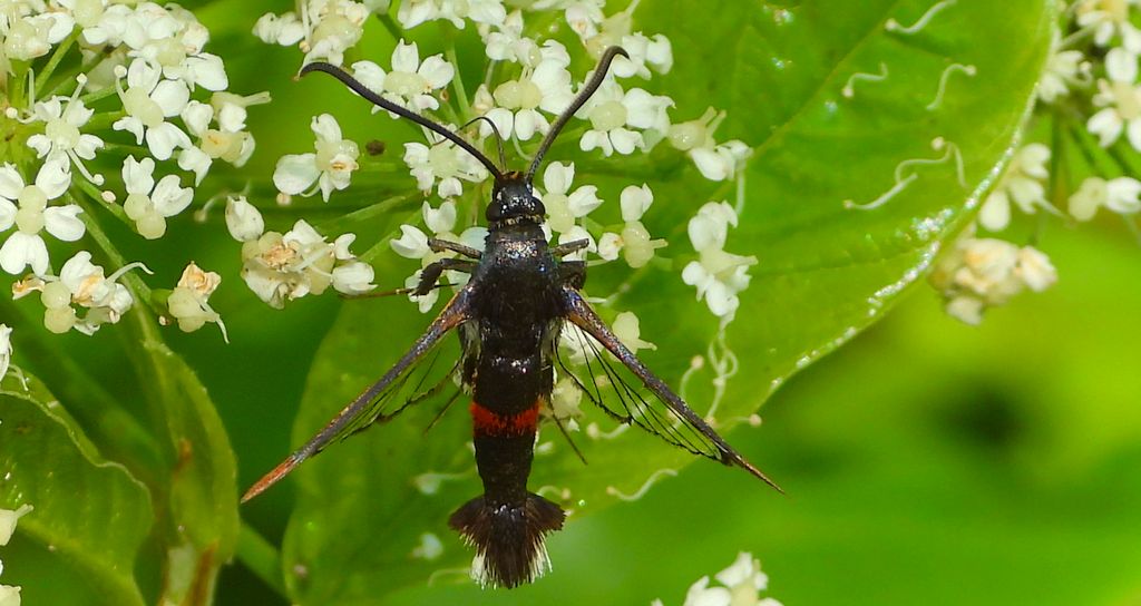 Przeziernik mróweczka (Synanthedon formicaeformis)