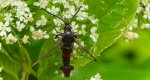Przeziernik mróweczka (Synanthedon formicaeformis)