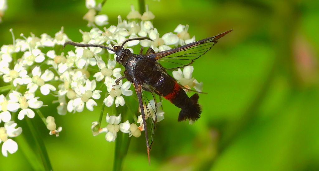 Przeziernik mróweczka (Synanthedon formicaeformis)