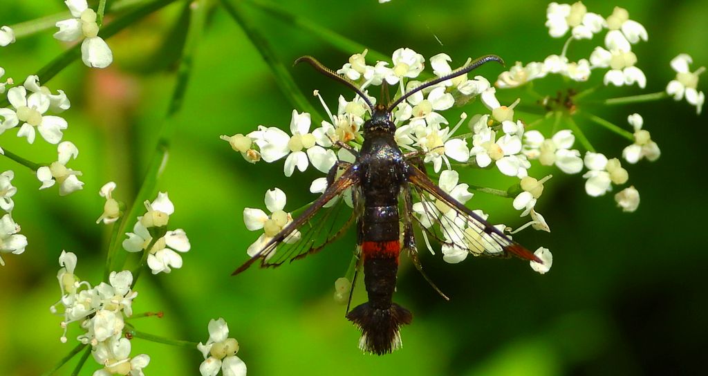 Przeziernik mróweczka (Synanthedon formicaeformis)