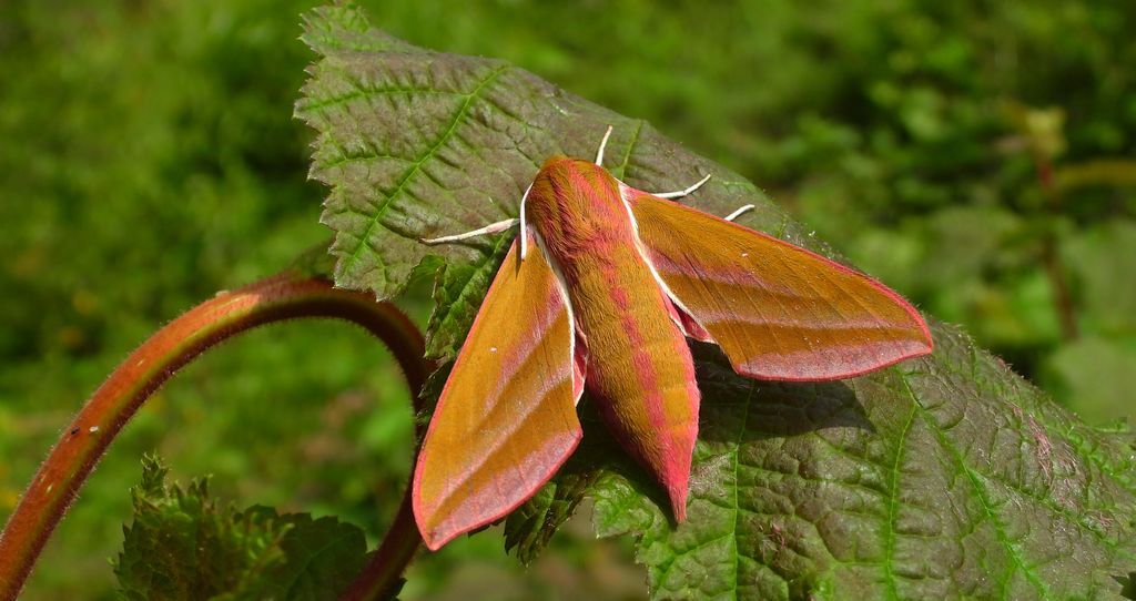 Zmrocznik gładysz (Deilephila elpenor)