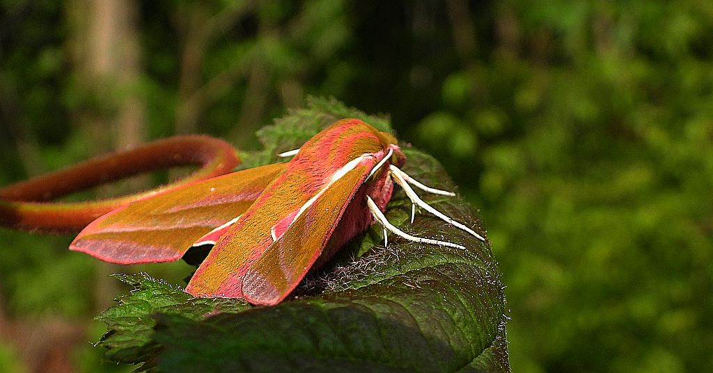 Zmrocznik gładysz (Deilephila elpenor)