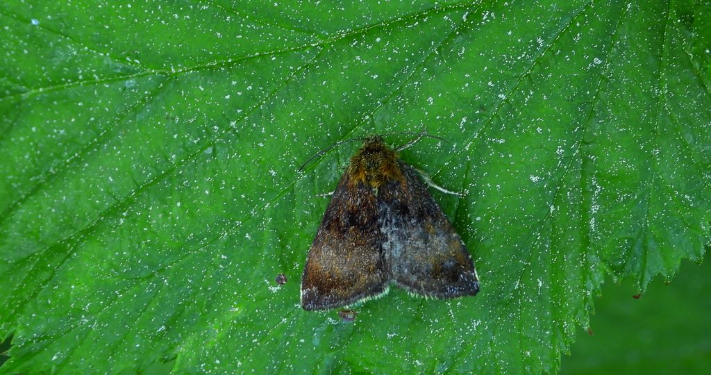 Panemeria tenebrata (Pozłotka pokątnica)