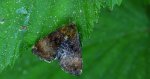 Panemeria tenebrata (Pozłotka pokątnica)