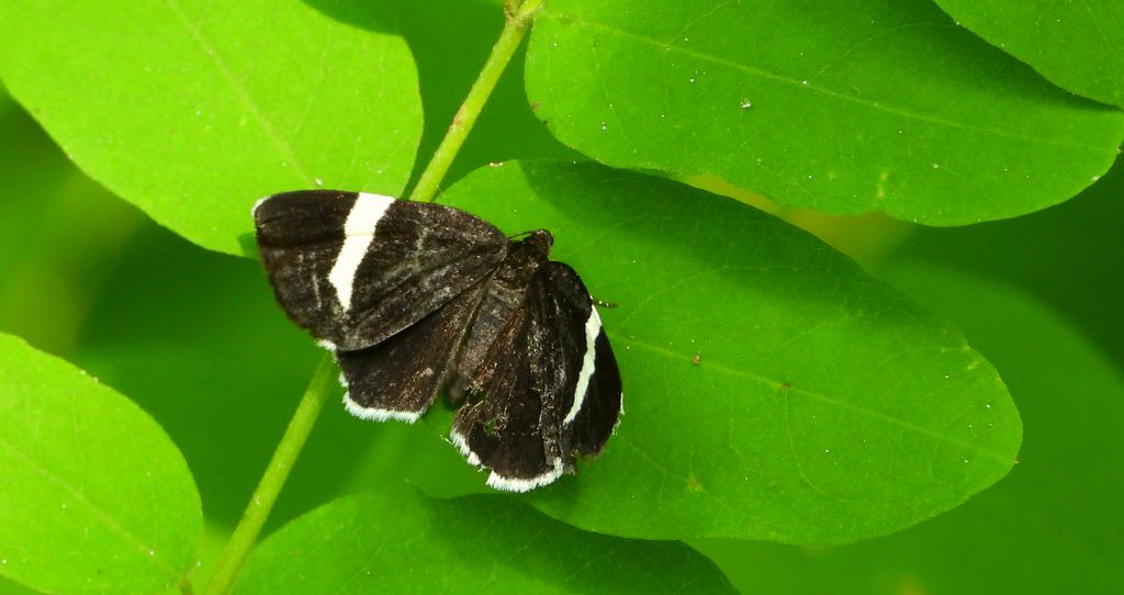 Baptria zakonnica (Baptria tibiale)