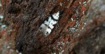 Pseudotelphusa scalella