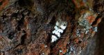 Pseudotelphusa scalella