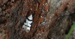 Pseudotelphusa scalella