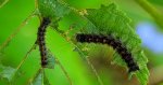 Brudnica nieparka (Lymantria dispar)