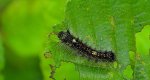 Brudnica nieparka (Lymantria dispar)
